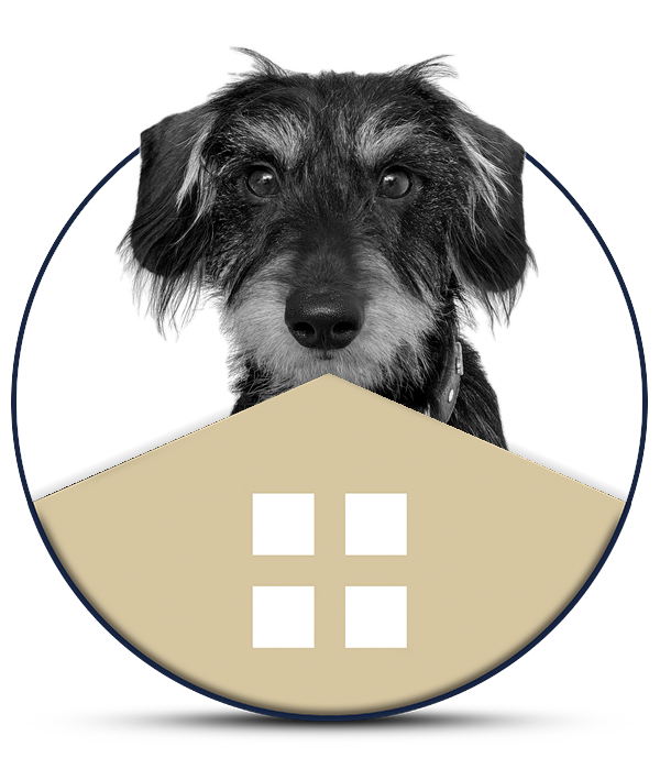 Fritz, Bürohund & Feelgood-Manager bei Spengler Immobilien